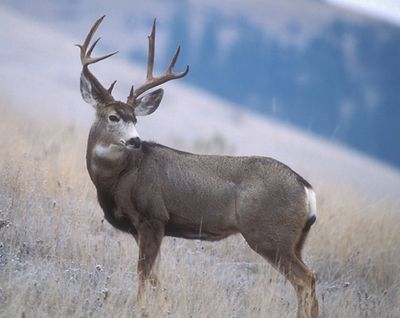 Animals of the Valentine Reserve I