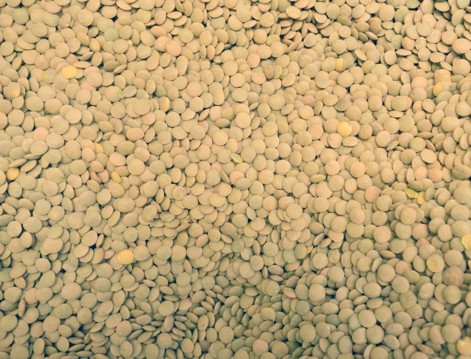 Green lentils