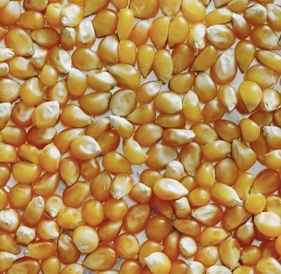 Popcorn kernels
