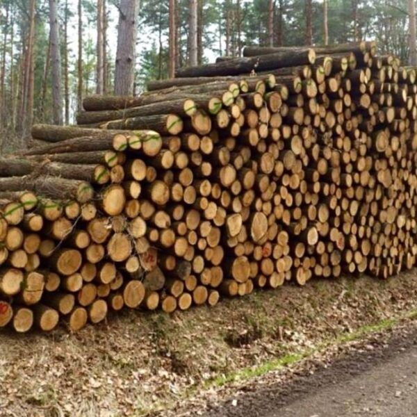 Bois de Chêne en Grumes – Livraison Camion Complet 50 Stères – Certifié PEFC