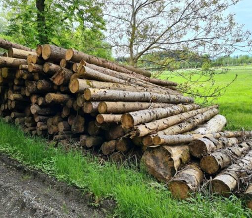 Bois d’Épicéa en Grumes – Livraison Camion Complet 50 Stères – Certifié PEFC