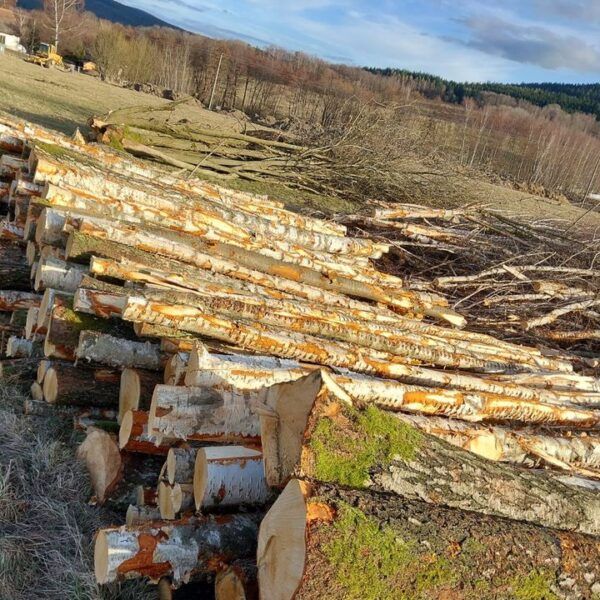 Bois de Bouleau en Grumes – Livraison Camion Complet 50 Stères – Certifié PEFC
