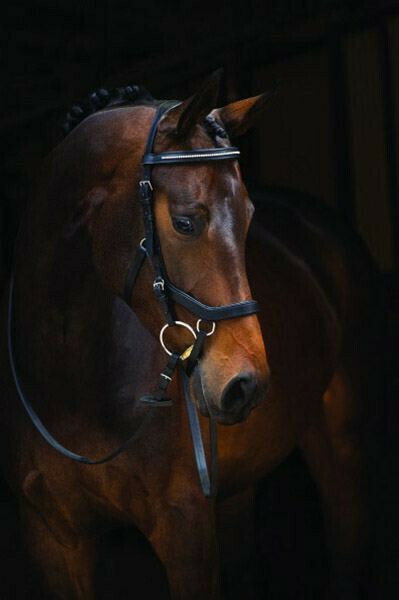 Bridon Rambo Micklem Diamante Competition by HORSEWARE