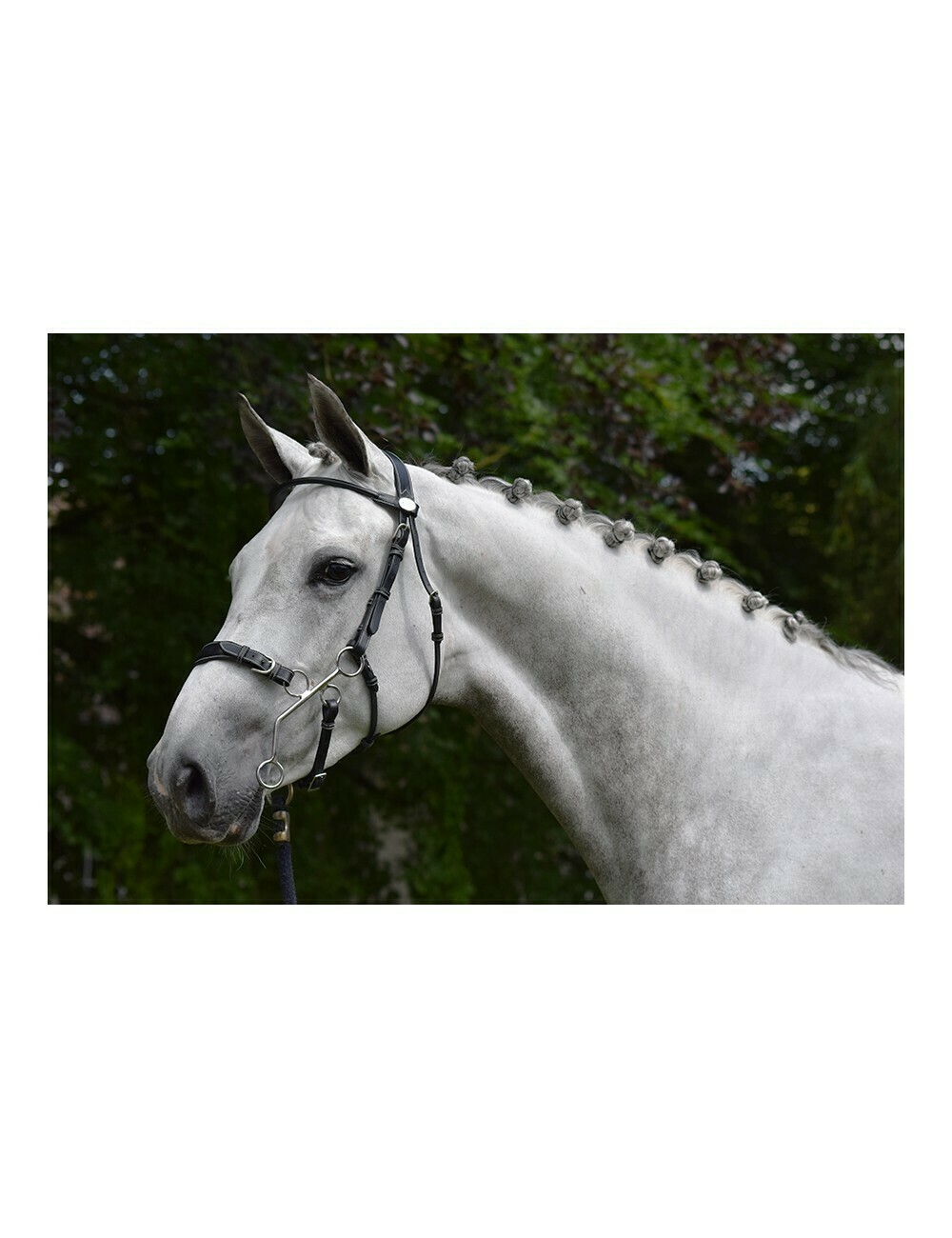 Bridon Hackamore by JUMP'IN Bridon Hackamore by JUMP'IN