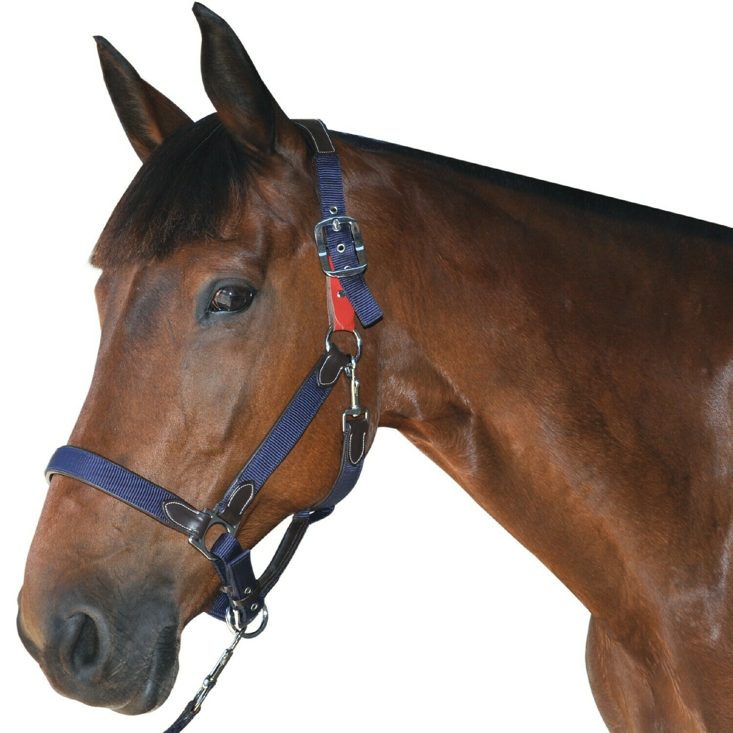 Licol de Securite by FLAGS&amp;CUP