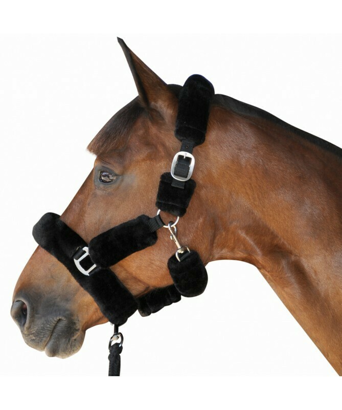 Licol de Transport by CANTER