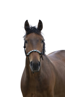 Licol ethologique Pearl by WALDHAUSEN
