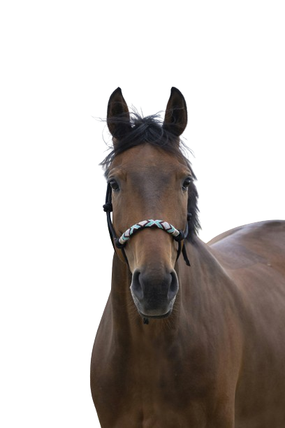 Licol ethologique Pearl by WALDHAUSEN, Taille: Full, Coloris: Noir