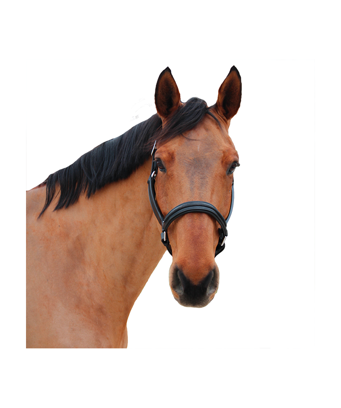 Licol Mylord by CANTER