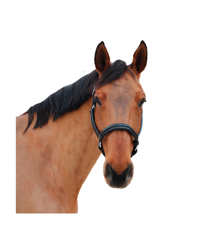 Licol Mylord by CANTER