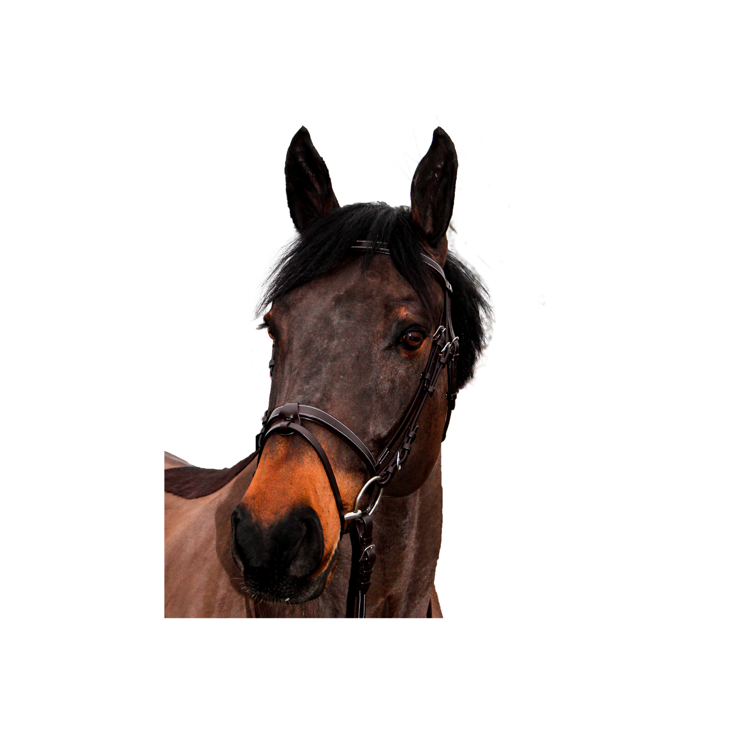 Bridon Club by CANTER