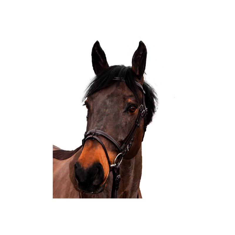 Bridon Club by CANTER