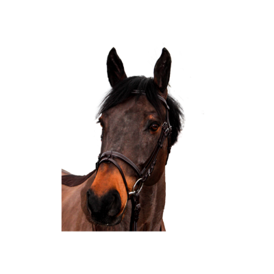 Bridon Club by CANTER