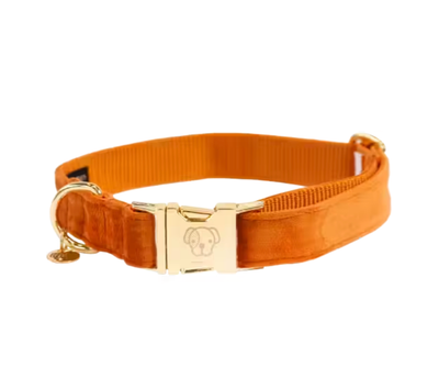 Collier chien Velvet by KENTUCKY