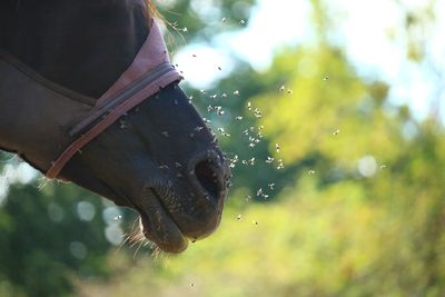 LES ANTI-INSECTES