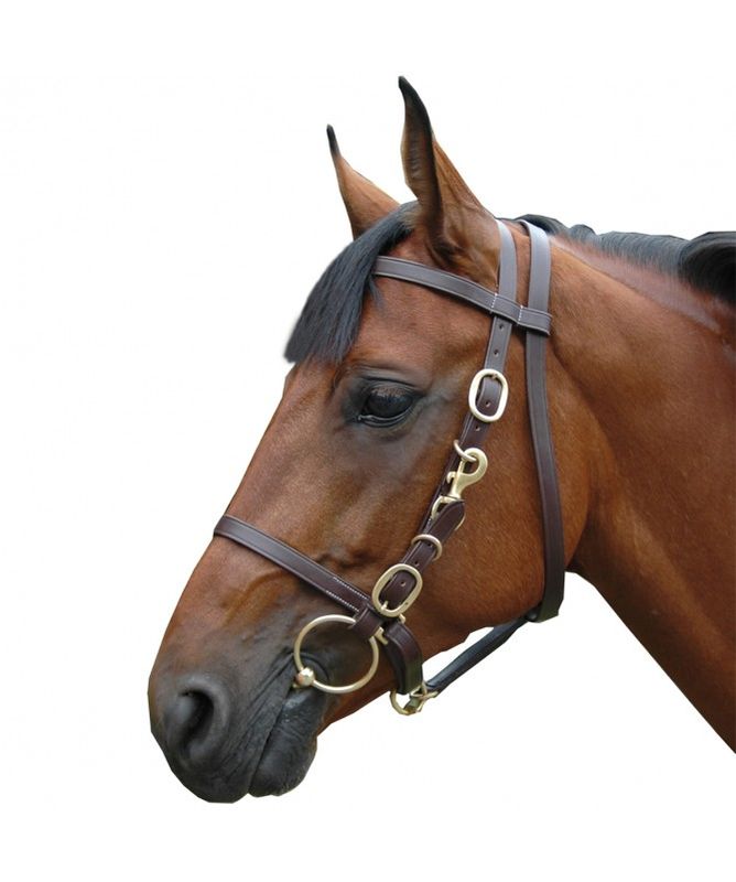 Bridon Licol Large by CHETAK