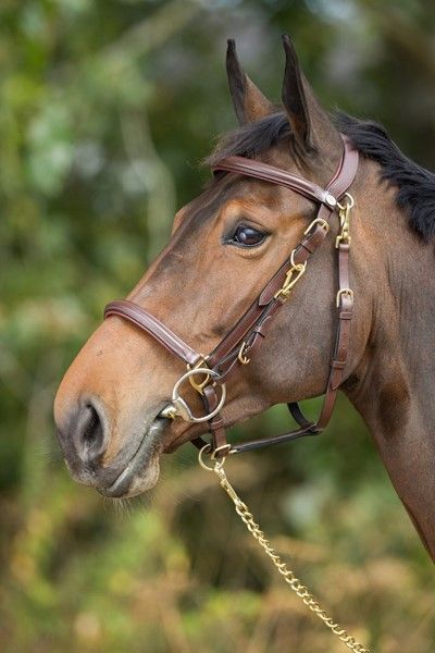 Bridon Licol Combo by HFI