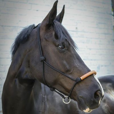 LES LICOLS ETHOLOGIQUES