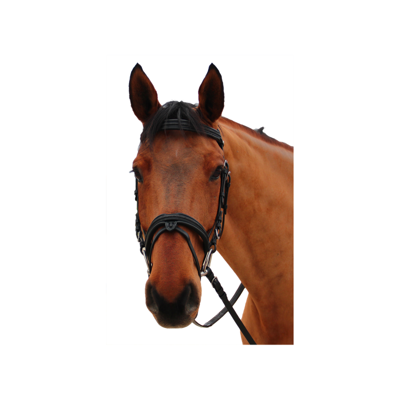 Bridon Mylord by CANTER