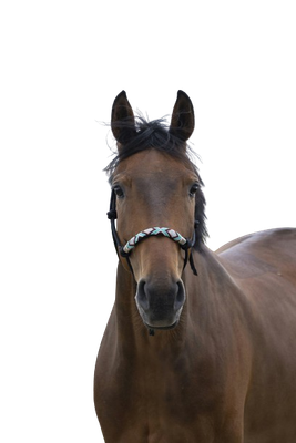 Licol ethologique Pearl by WALDHAUSEN