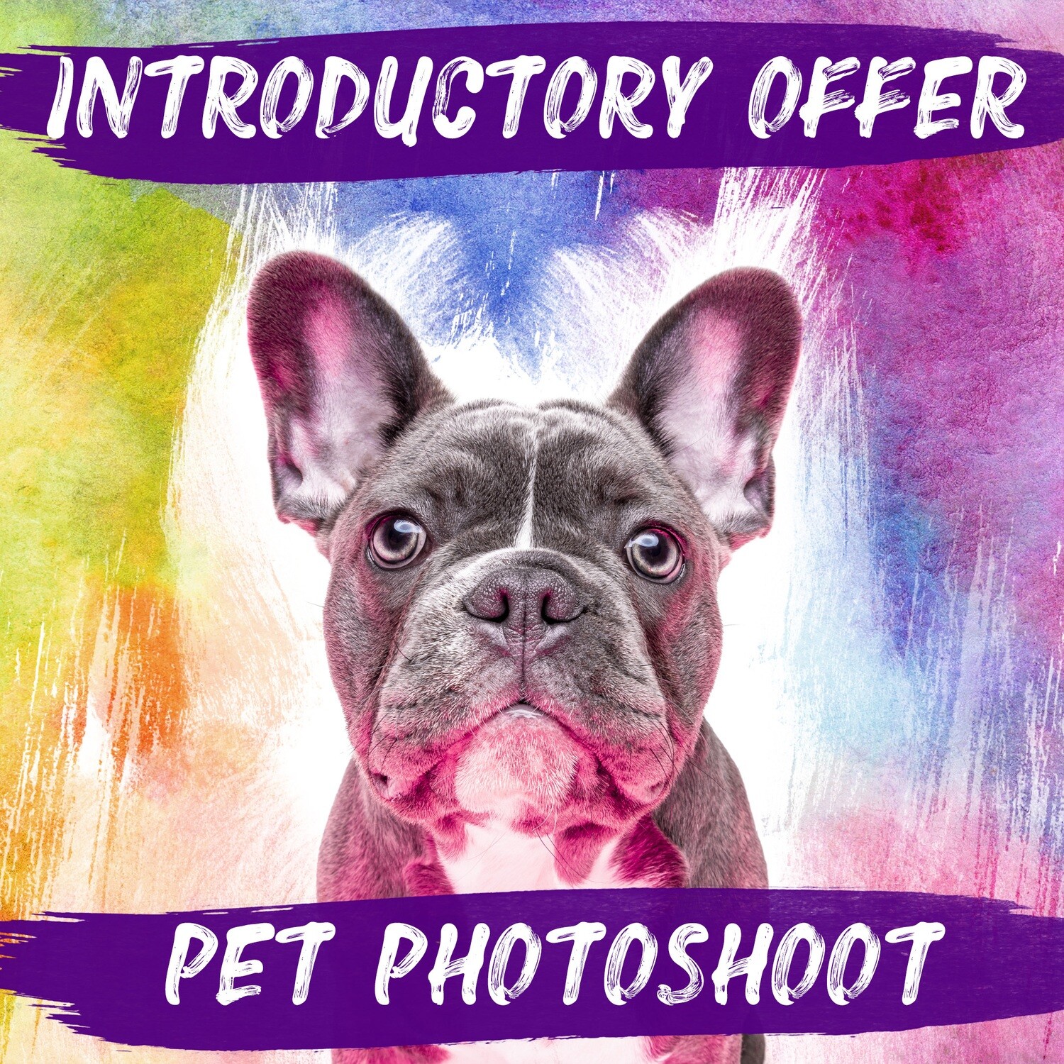Pet Photoshoot & £50 Gift Voucher