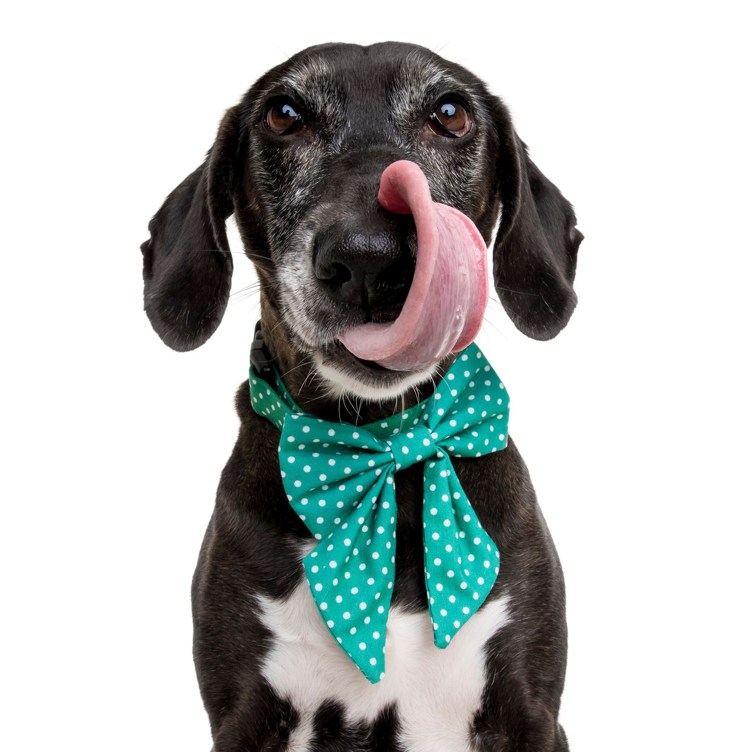 Digital File - Posh Paws School Photo