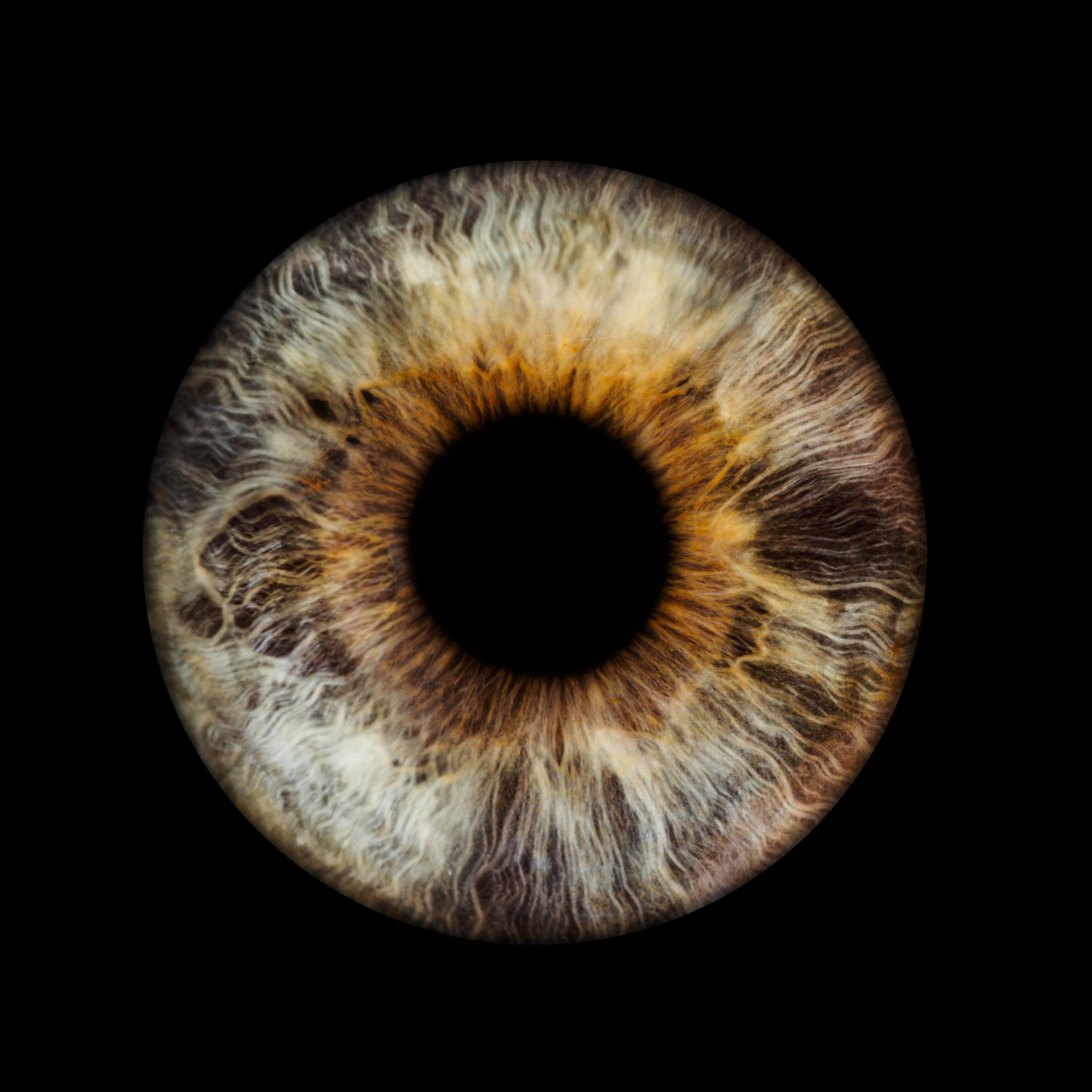 Iris Art