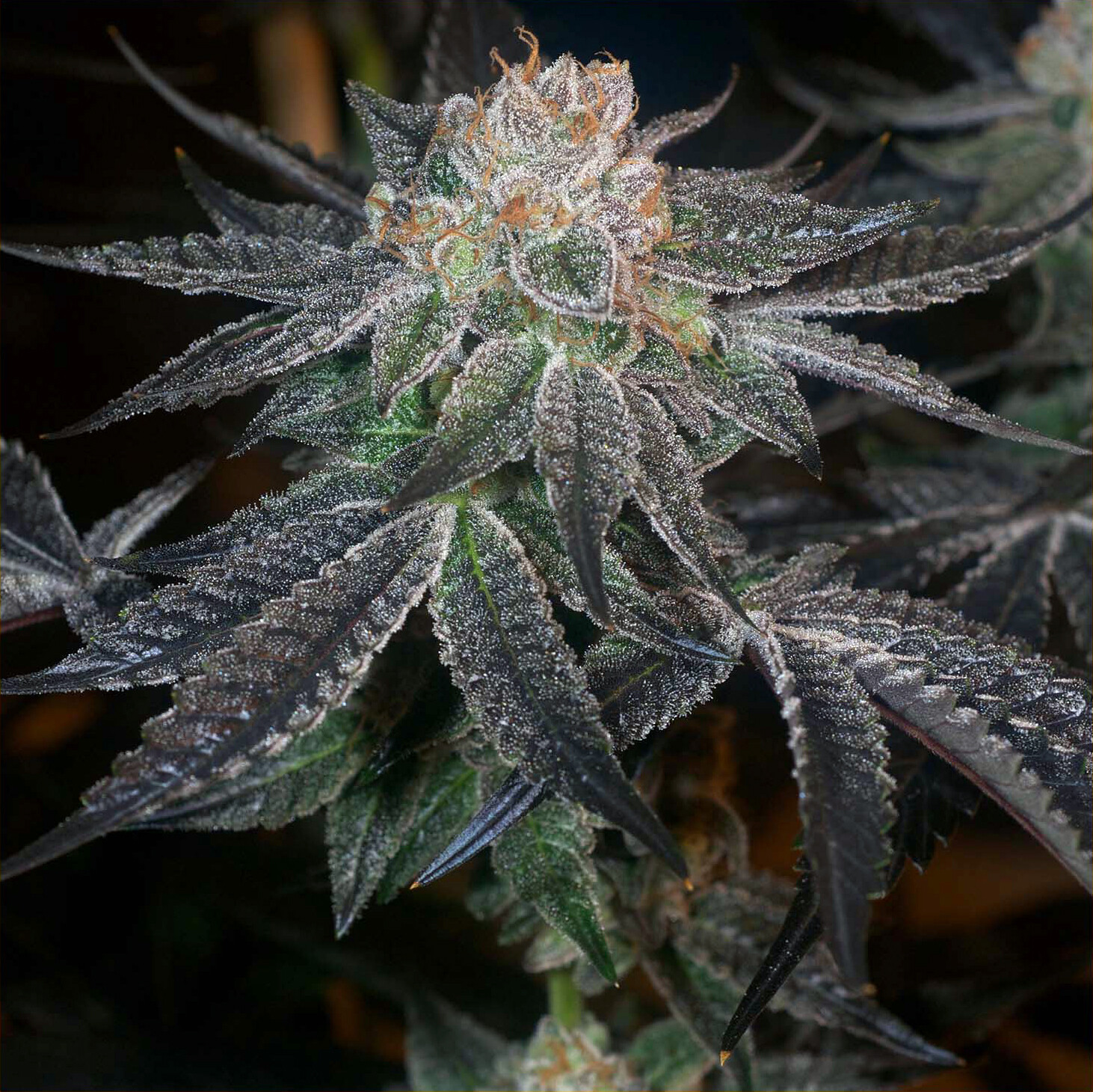 Girl Scout Cookies, Forum Cut, grown and photo'd by Irie G ...