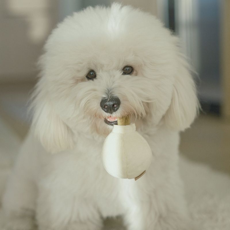 Lambwolf Garlic Pop//Enrichment Dog Toy