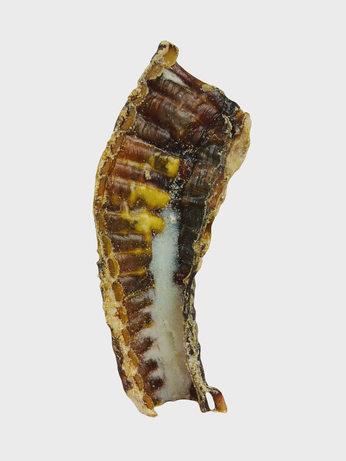 WILDFOODIE 6" Bison Trachea