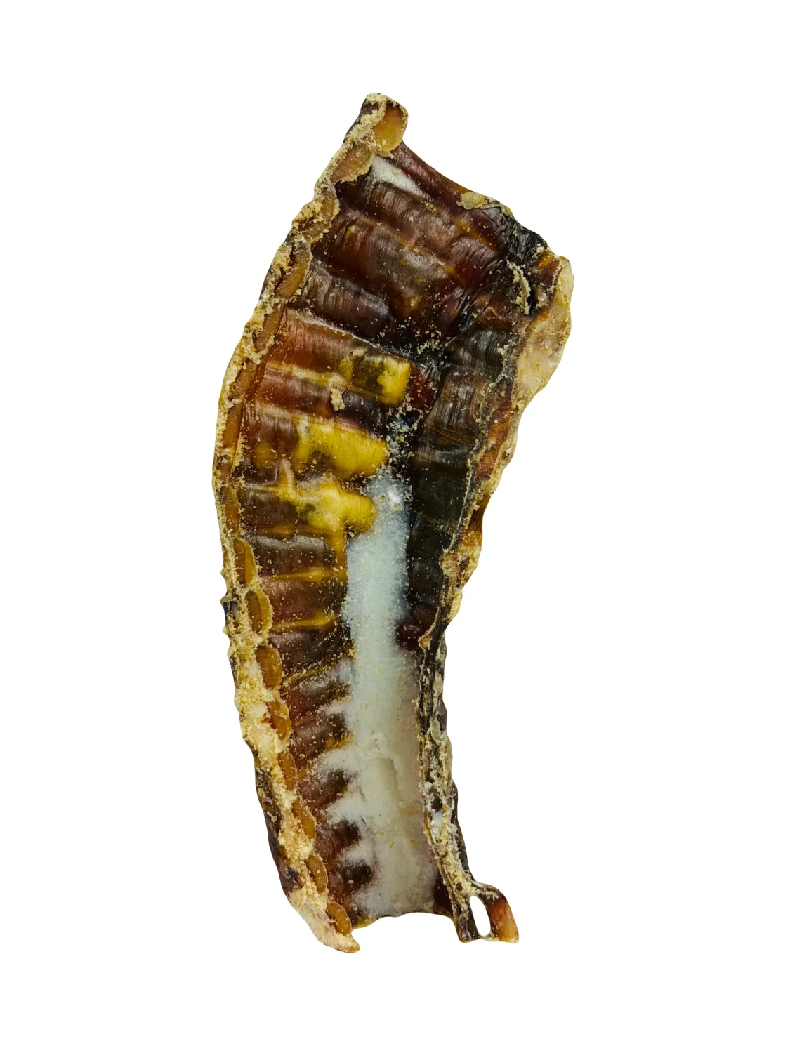 WILDFOODIE 6" Bison Trachea