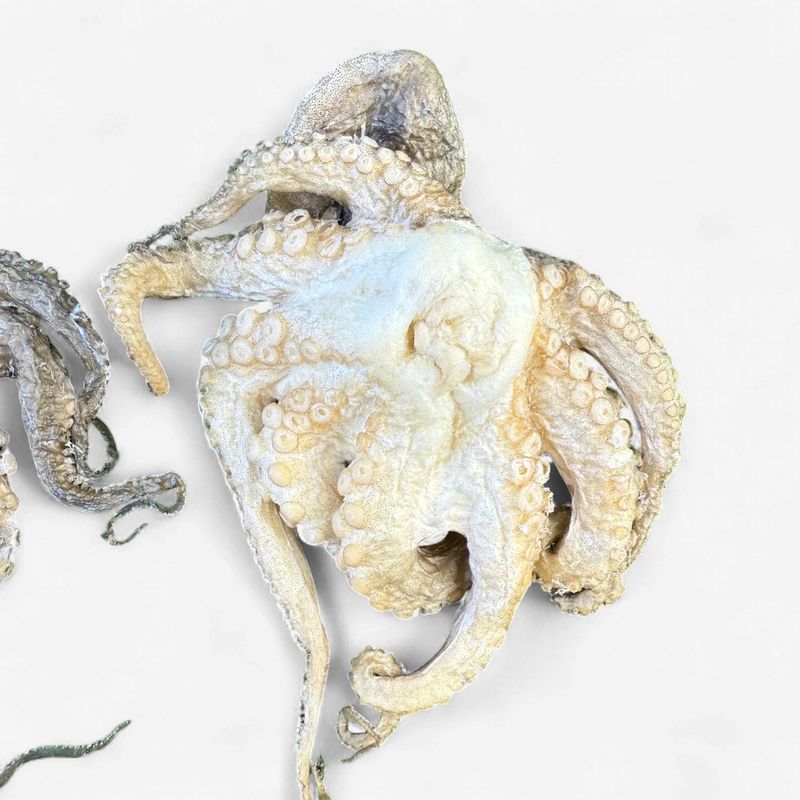 WILDFOODIE Freeze - Dried Wild Caught Baby Octupus