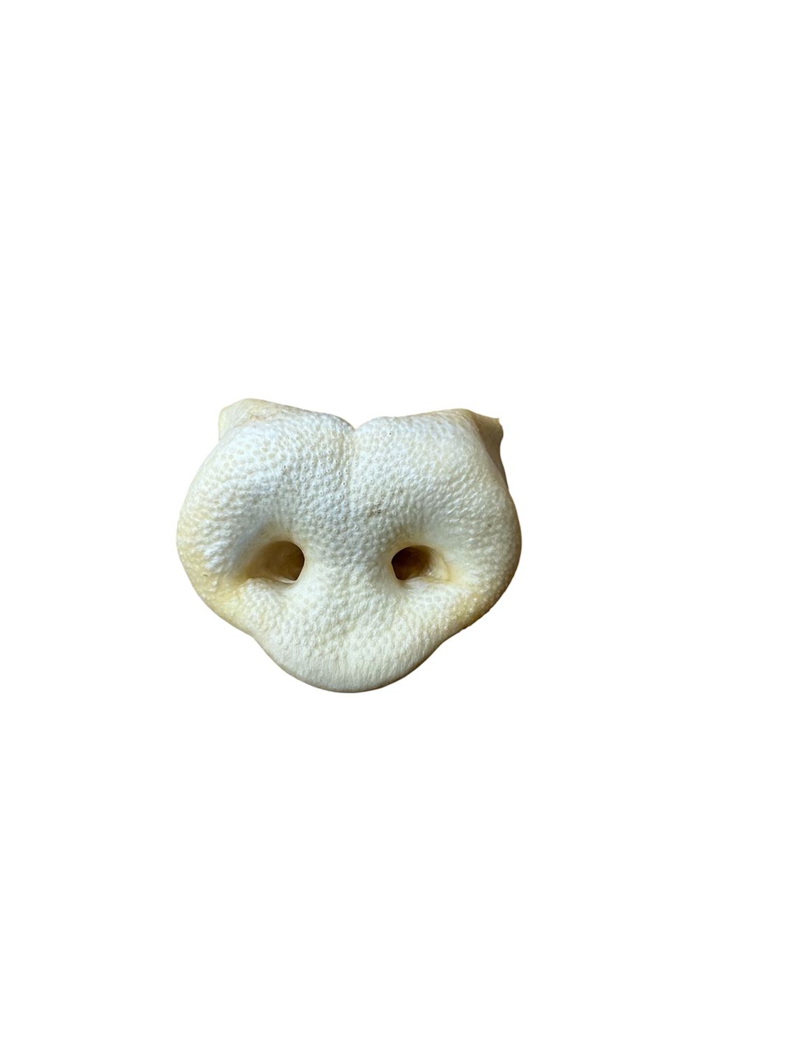 WILDFOODIE Pig Snout
