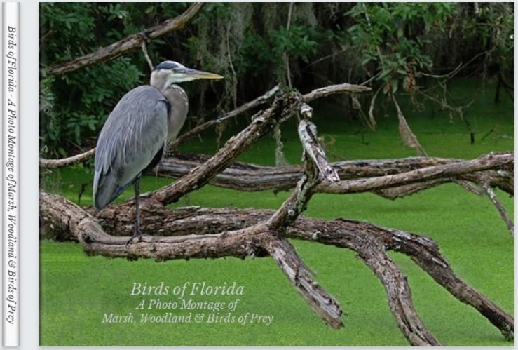 &quot;Birds of Florida - A Photo Montage of Marsh, Woodland and Birds of Prey&quot;