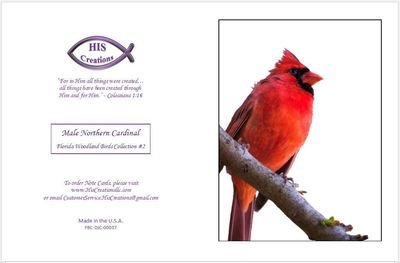 Bird Photo Note Cards - Individual - Blank Inside