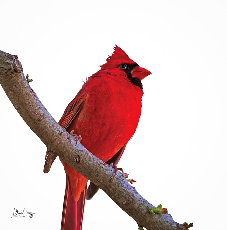 Art &amp; Photography - Lillian Cucuzza Collection. Prices Vary Depending on Paper Size.
