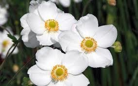 Anemone
