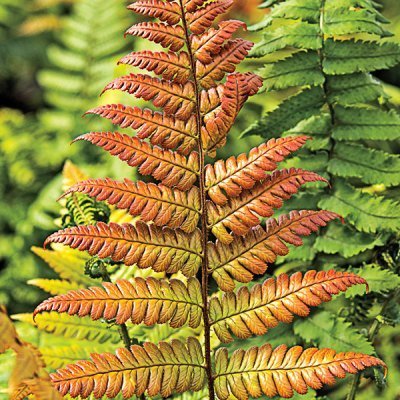 Autumn Fern (Brilliance)