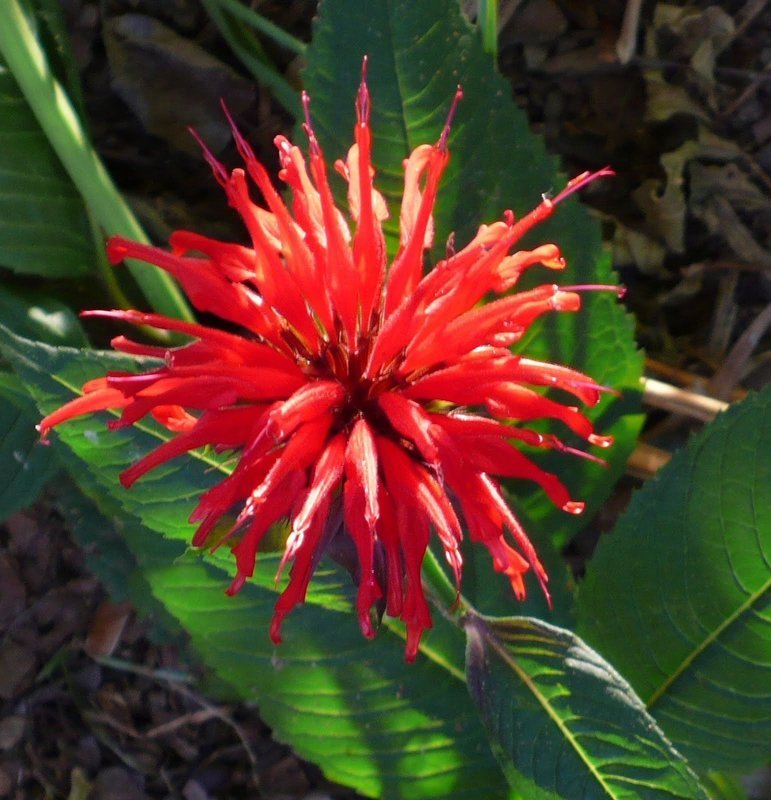 Bee Balm &#39;Jacob Cline&#39;
