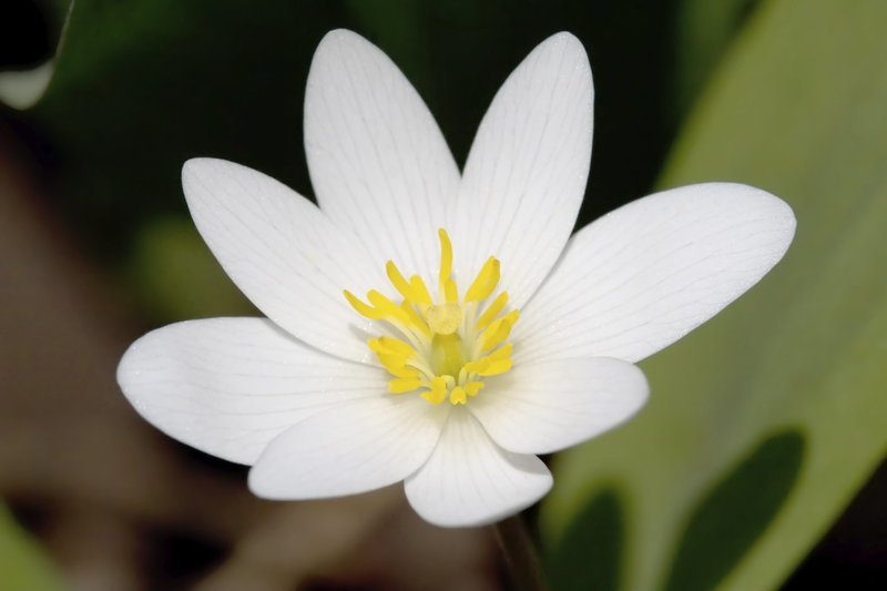 Blood Root