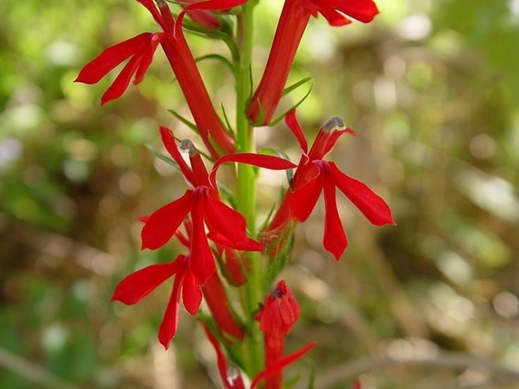 Cardinal Flower