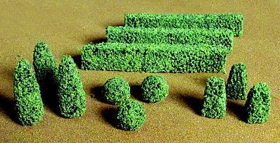 Boxwood Plants (JTT95585)