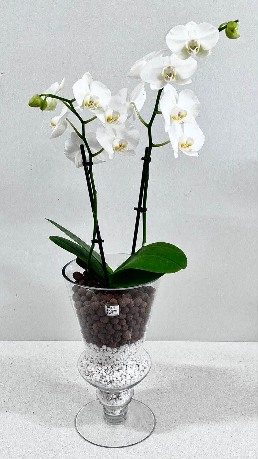 long Orchid ( two Stems )