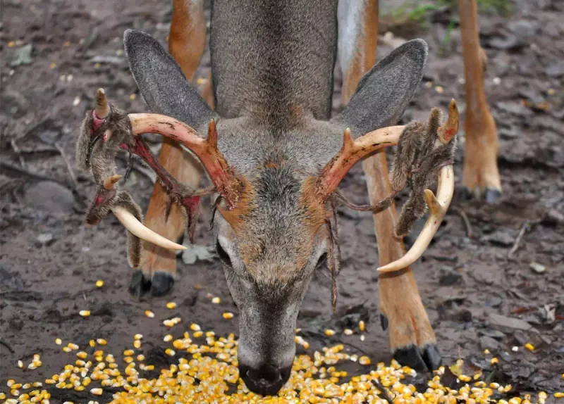 Deer Corn With Molasses