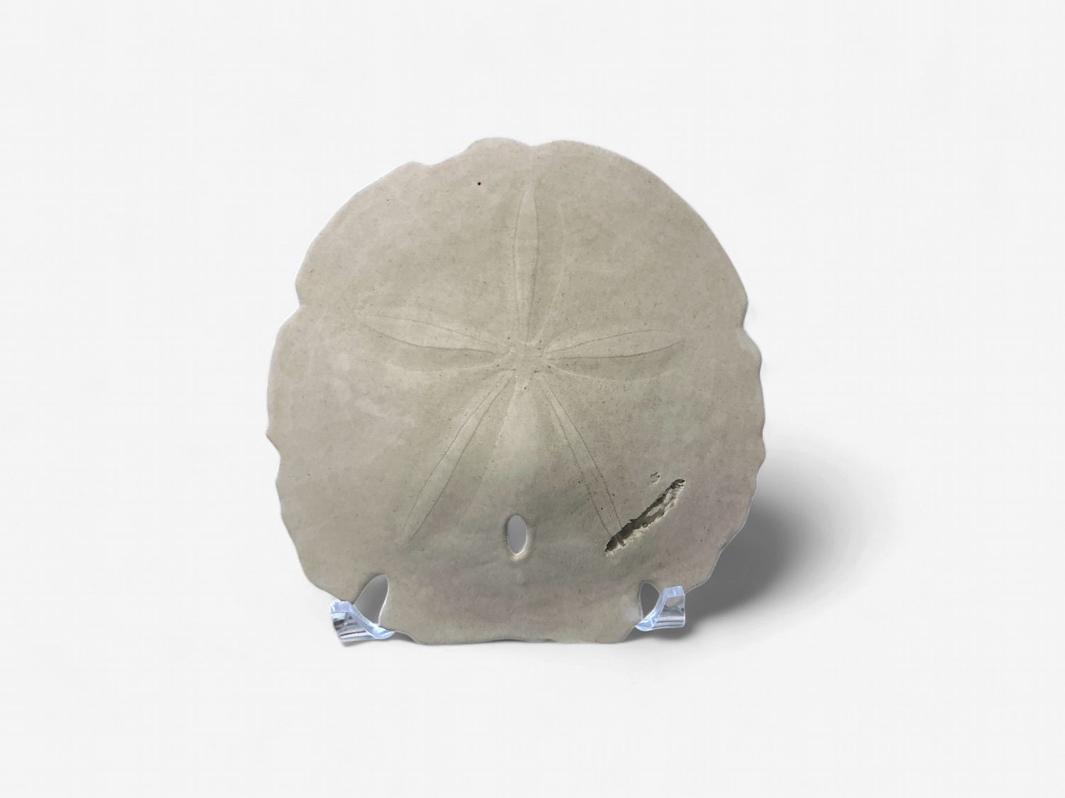 3.99 Sand Dollar
