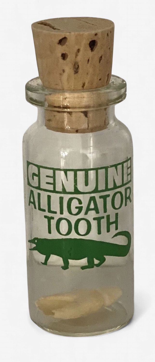 Alligator Tooth in Bottle