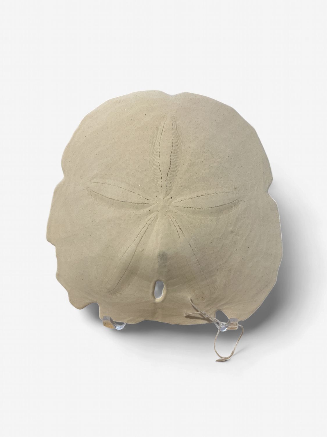 5" Sand Dollar