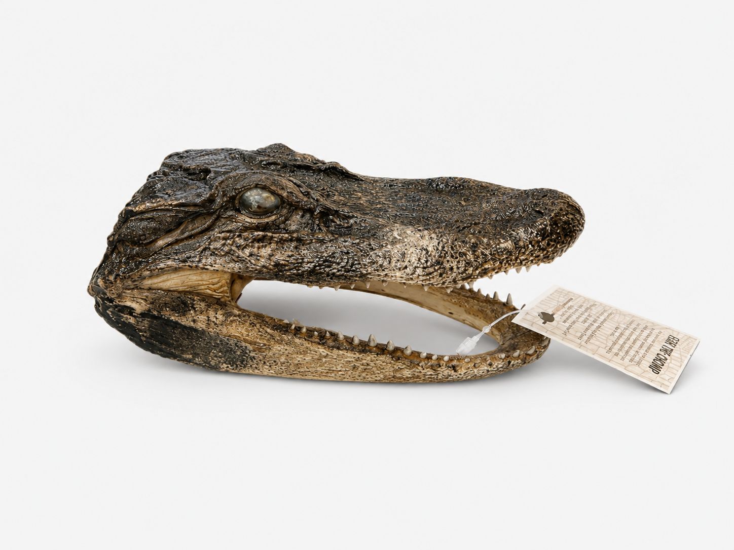 Alligator Head (Med.)