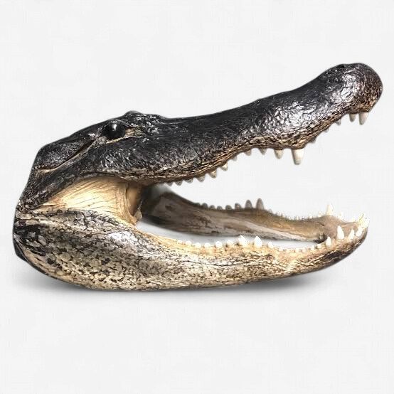 Alligator Head (Small)