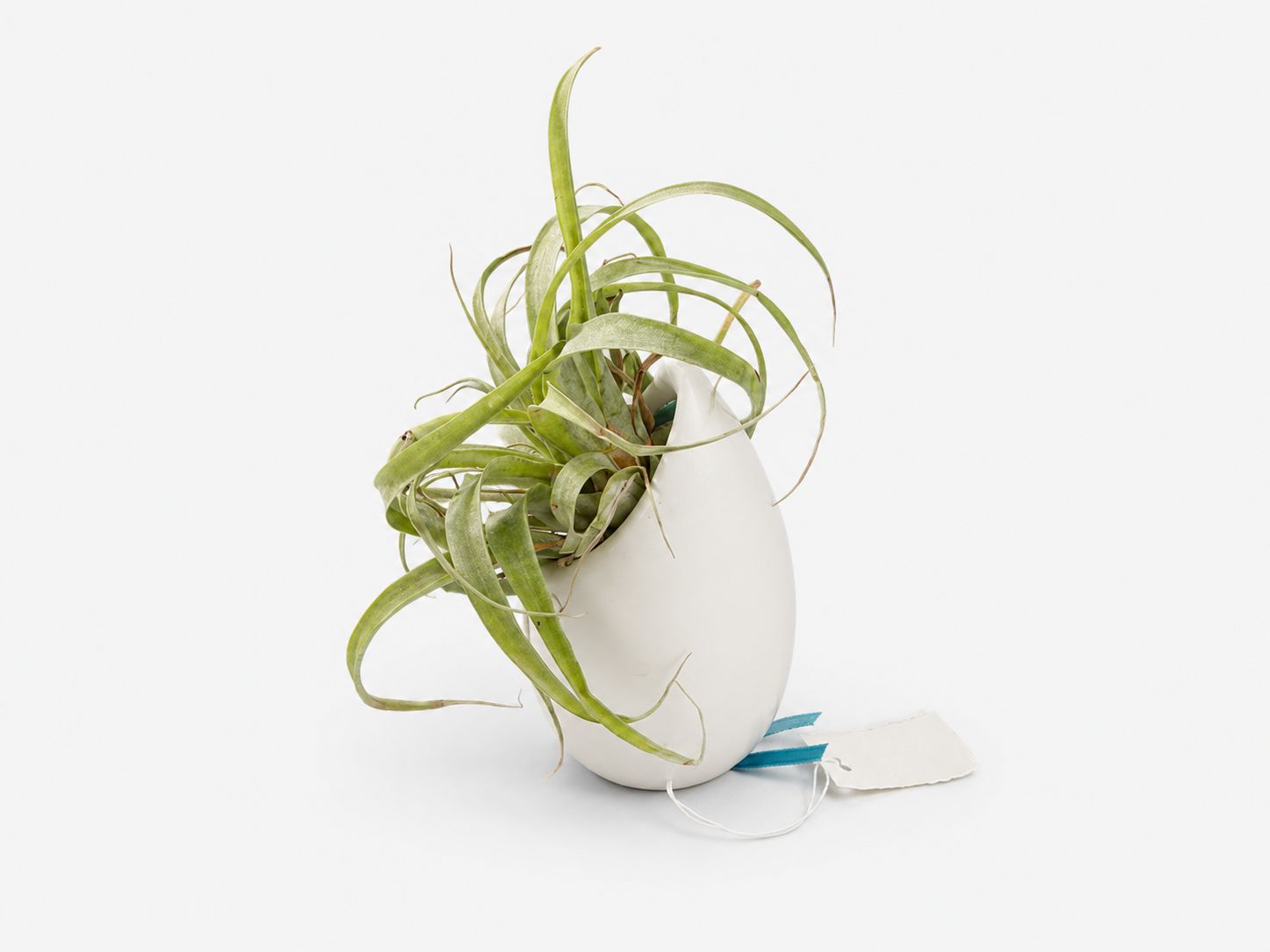 Ceramic Egg Vase with Air Plants